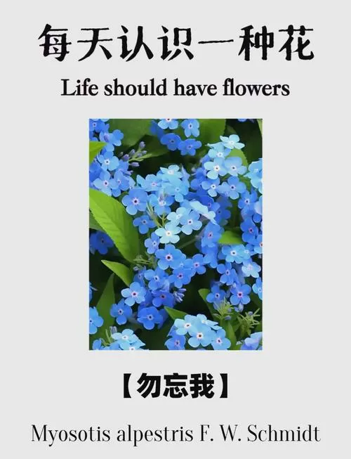 勿忘我花语象征与寓意