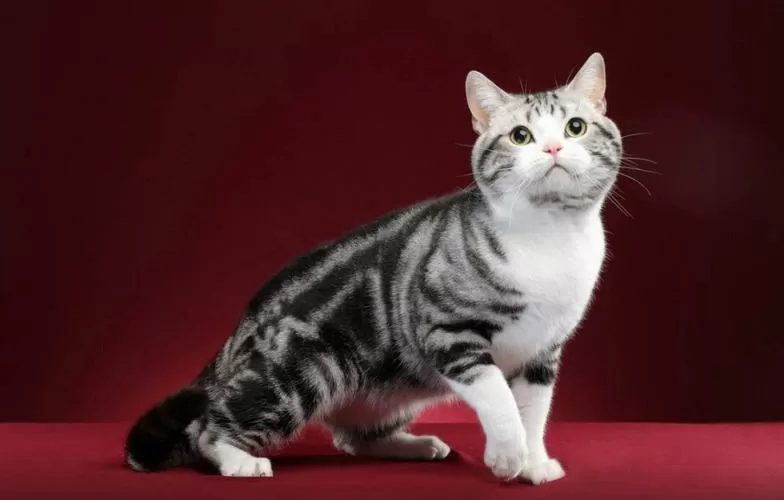 美国短毛猫性格