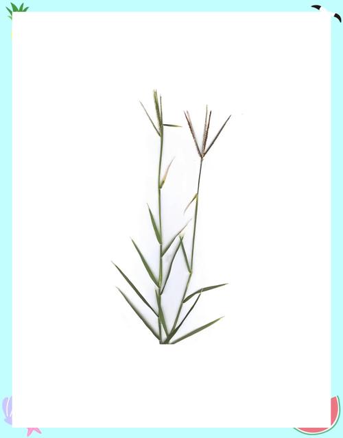 爬齿草是什么样子
