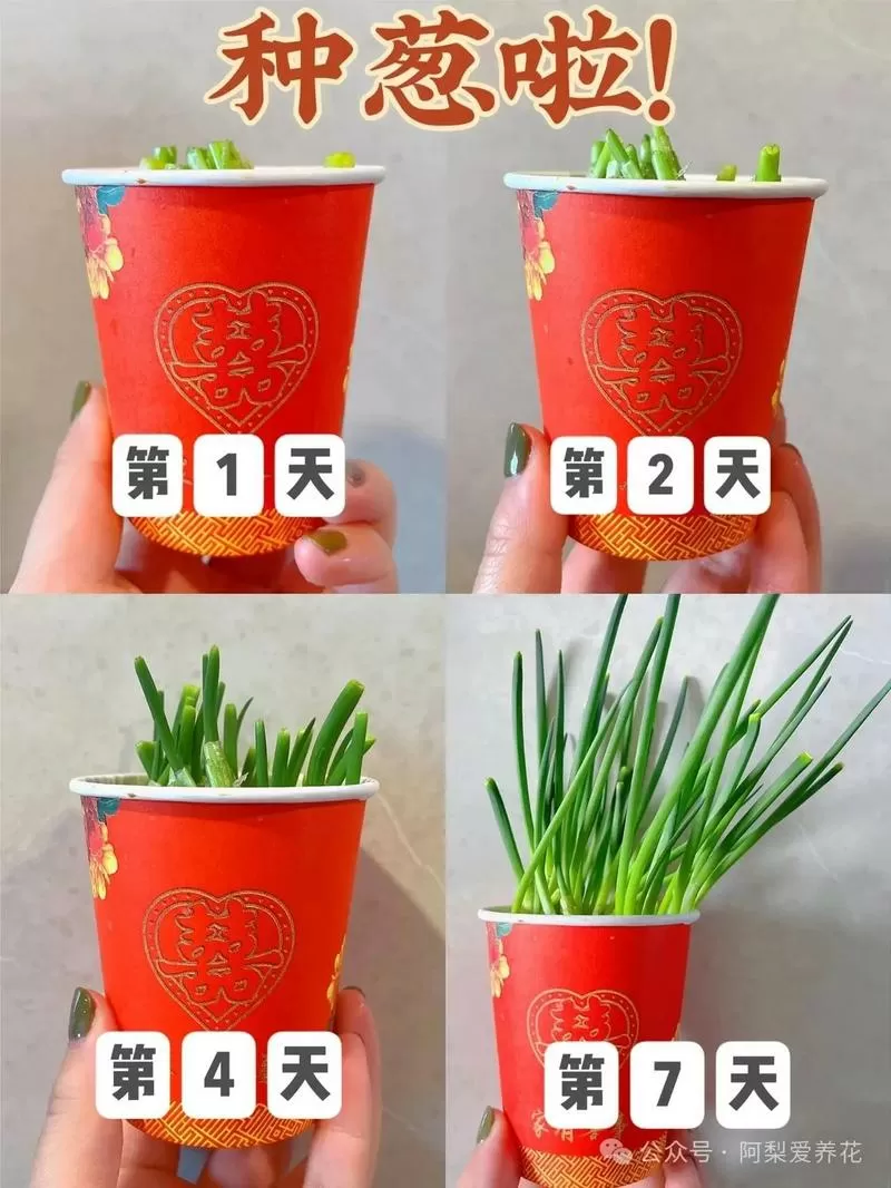 大葱种植技术视频教程