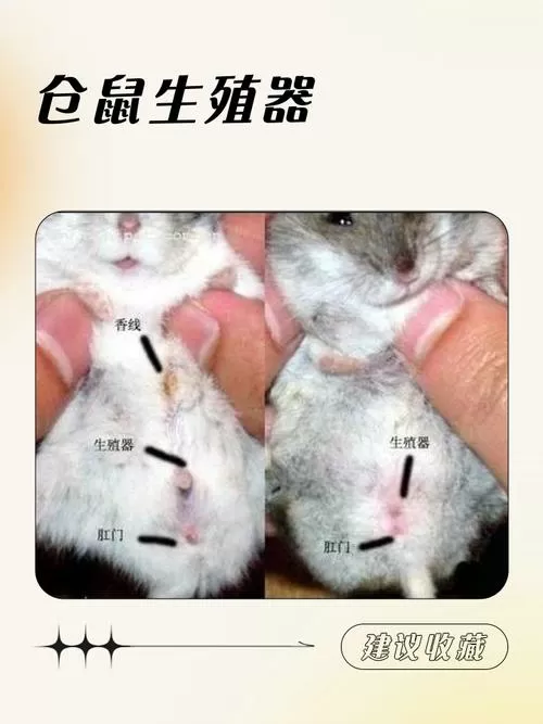 如何判断仓鼠很痛苦