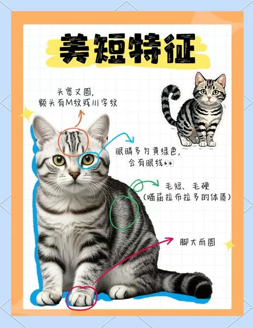 美短猫的爪子