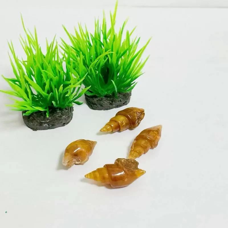 小海螺直播付费破解版图标