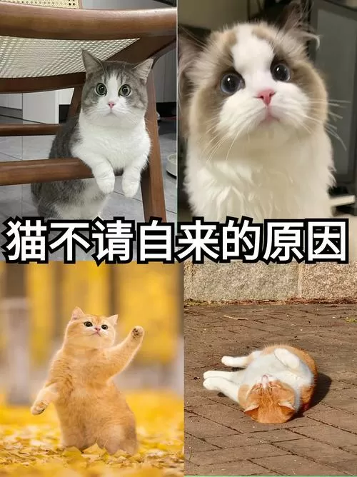 老人说猫不请自来兆头