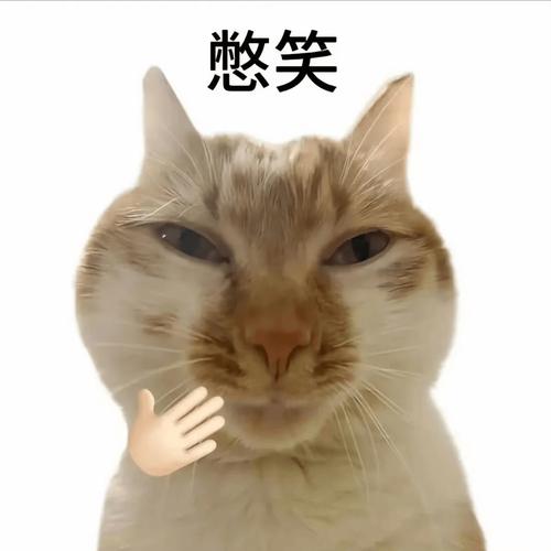 小猫嘲笑表情包指人