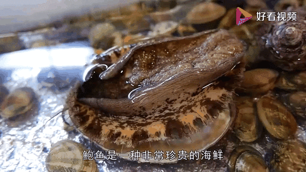 如何处理鲍鱼的视频