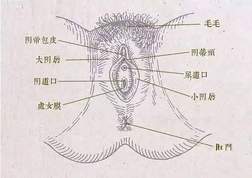 160的女生阴到多长