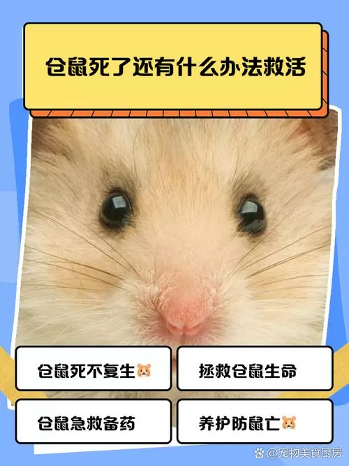 仓鼠没有垫料会死吗