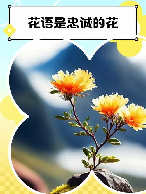 花语是永远守护的花