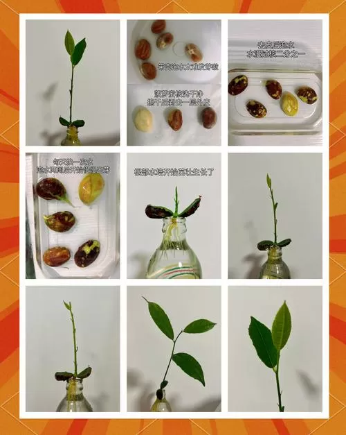 菠萝蜜的核可以种植吗