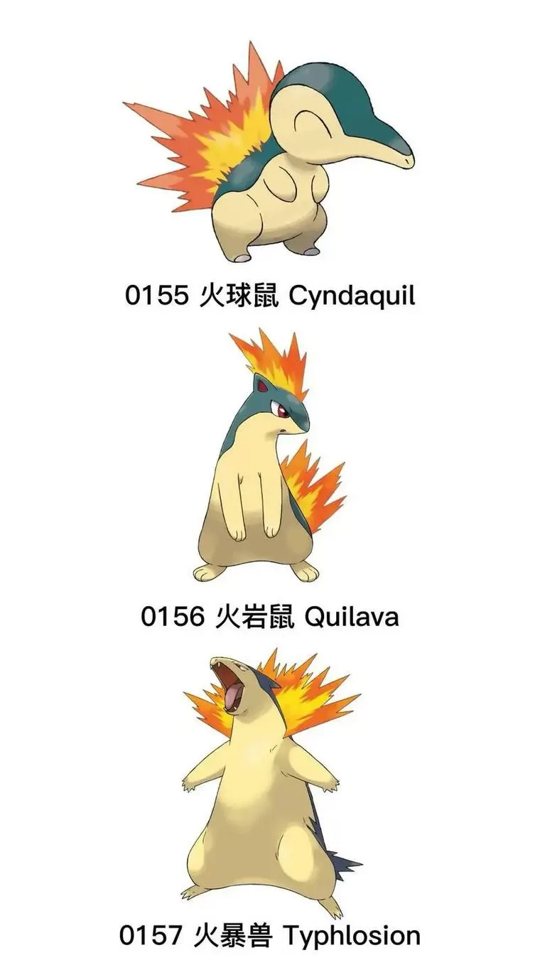 火球鼠进化顺序图