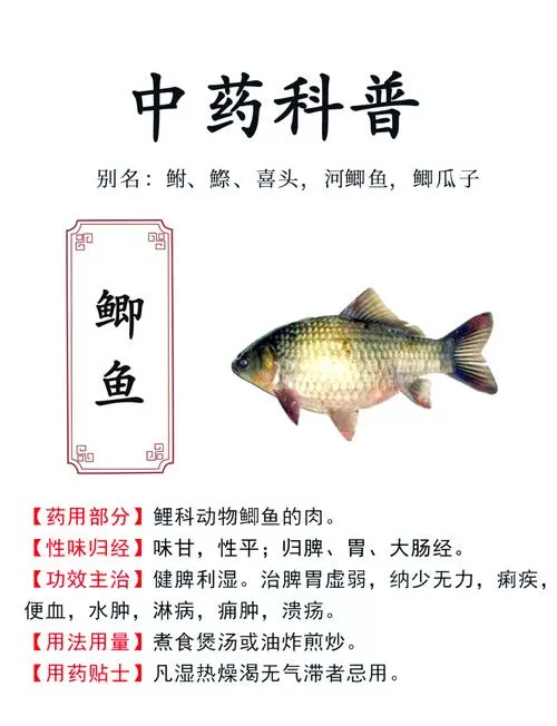 鲫鱼不能去鳞的原因