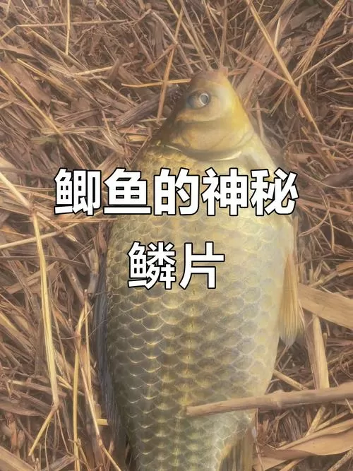 野生鲫鱼鳞片是28片吗