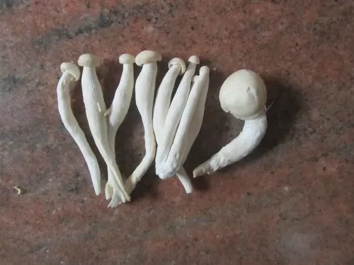 白色长杆蘑菇