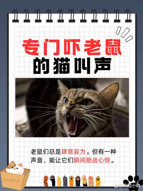 猫咪叫声播放吓老鼠音效