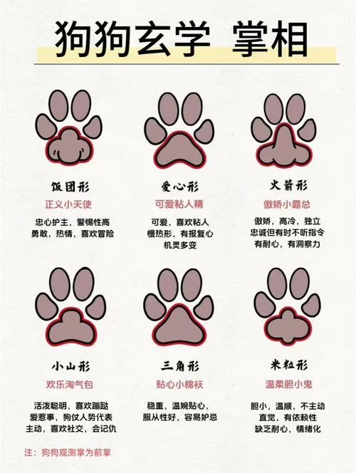 猫爪和狗爪的区别图