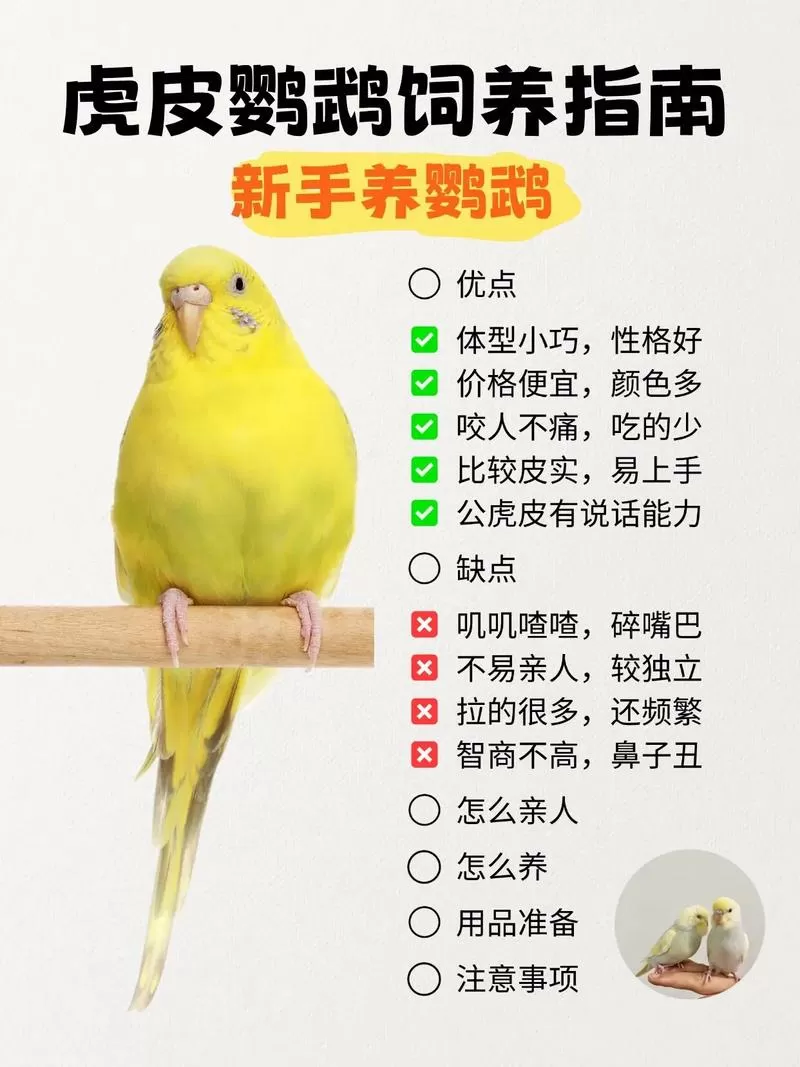 虎皮鹦鹉怎么养殖方法