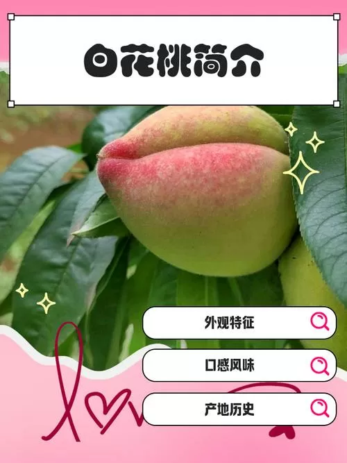 白花桃什么时候成熟