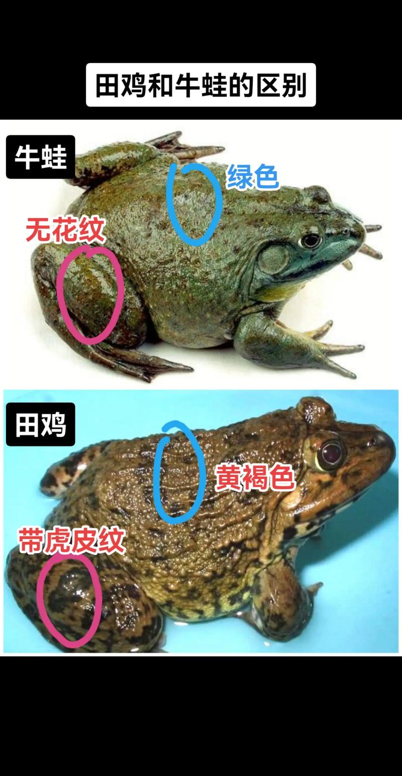 田鸡和牛蛙的区别