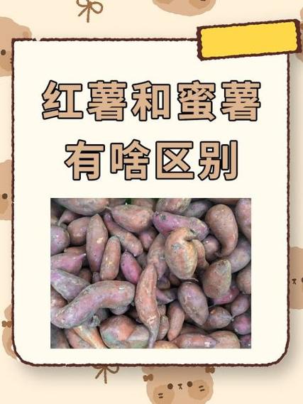 蜜薯和烟薯的外观区别光环加速版截图