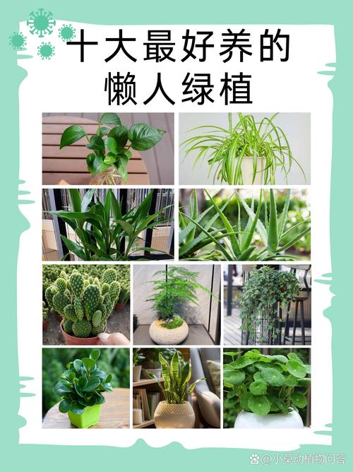 十大最好养的懒人绿植光环加速版