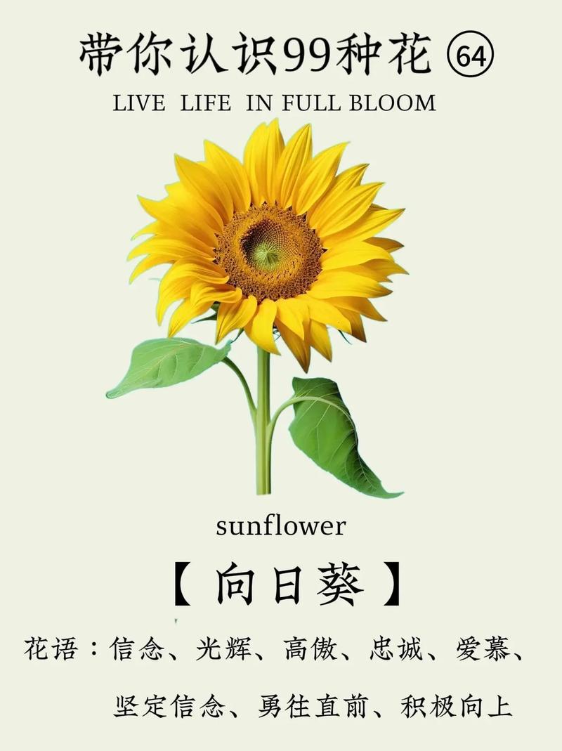 送向日葵花的寓意是什么意思加速永久