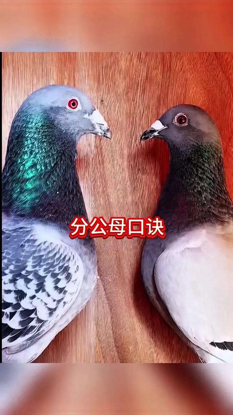 鸽子配对口诀永久免费版