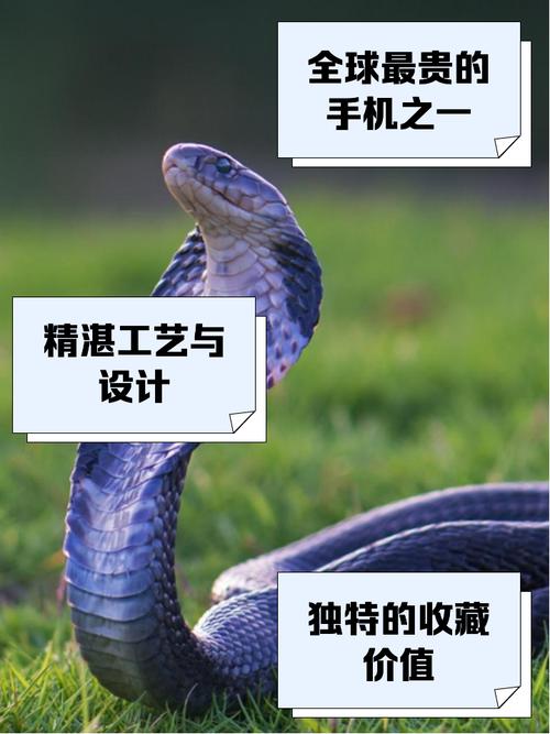 毒蛇加速器官方下载手机版