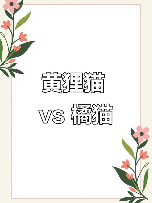 黄猫和橘猫