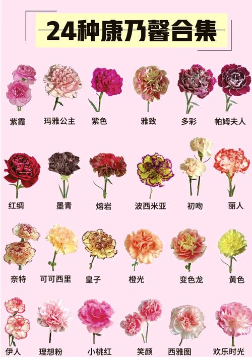 不同颜色的康乃馨分别代表什么完美版