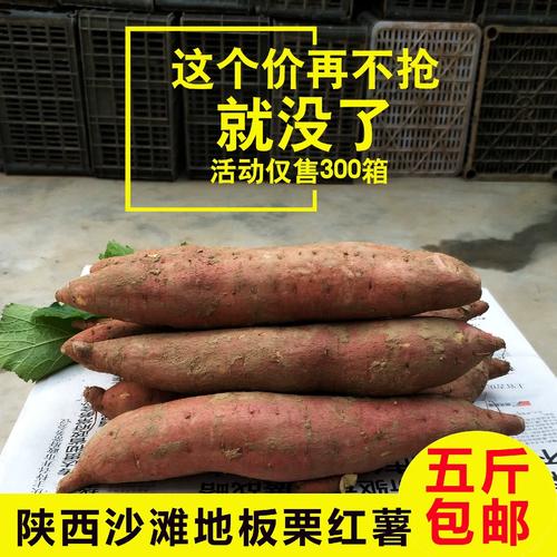秦薯9号红薯简介约会版