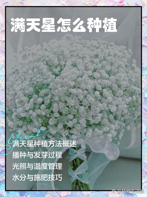 满天星种植时间