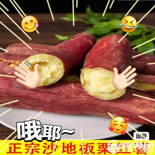 秦薯5号红薯简介正版