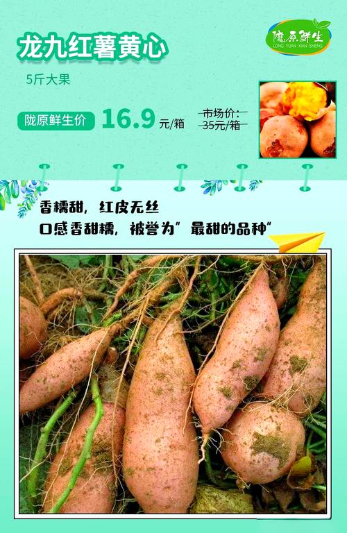 秦薯9号红薯简介
