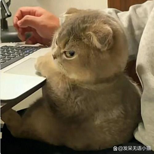 小奶猫超凶表情包光环加速版截图