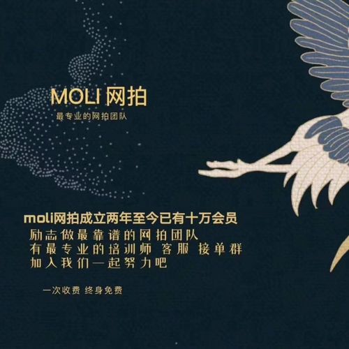 MOLI网拍平台兼职v1.0