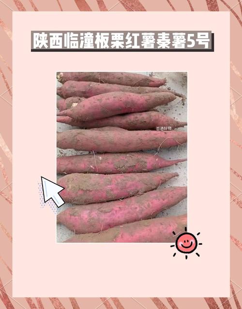 秦薯5号红薯简介修改版无广告截图