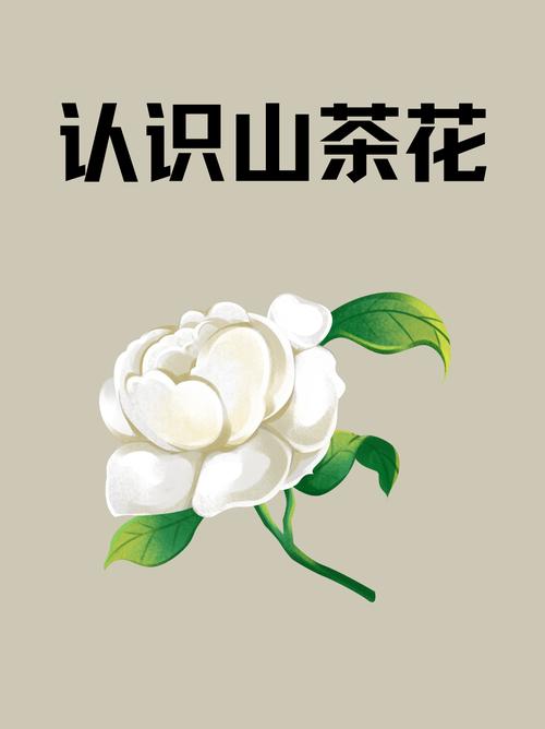 茶花大师红包版下载
