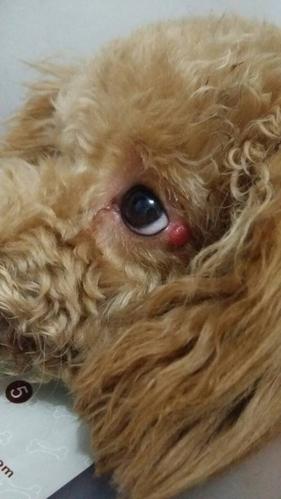 狗狗眼皮上长了个红包免费国语