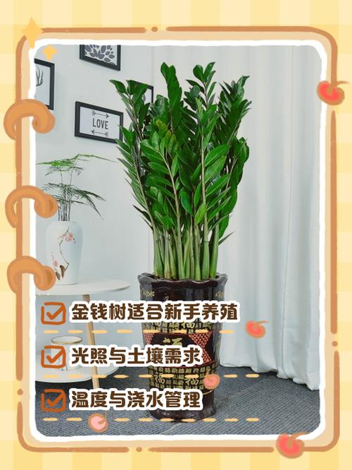 金钱树的养殖方法与管理
