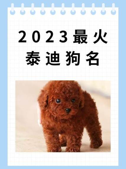 2025最火泰迪狗名