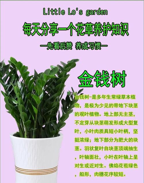 金钱树养殖方法与技巧