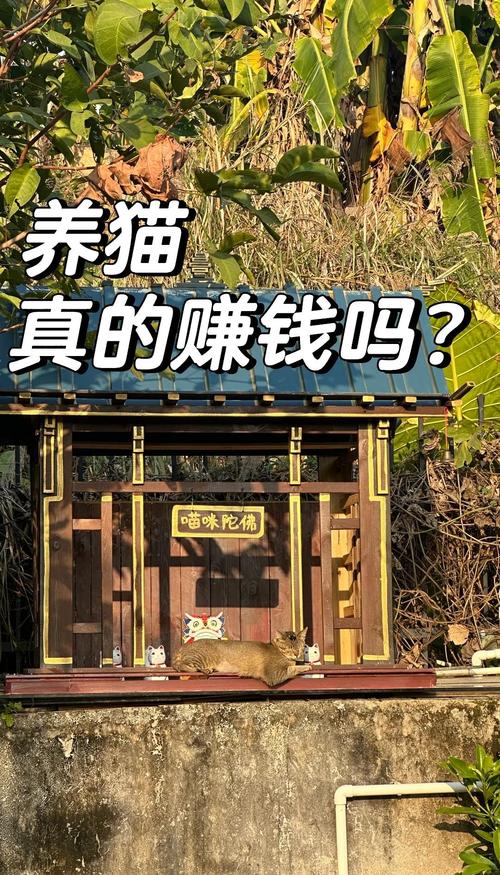 一起来养猫赚钱版永久不升级