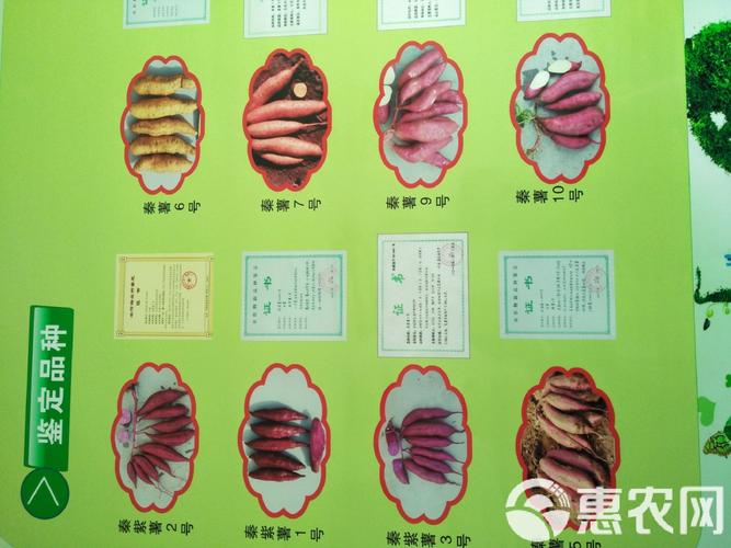 秦薯5号红薯品种介绍精简版