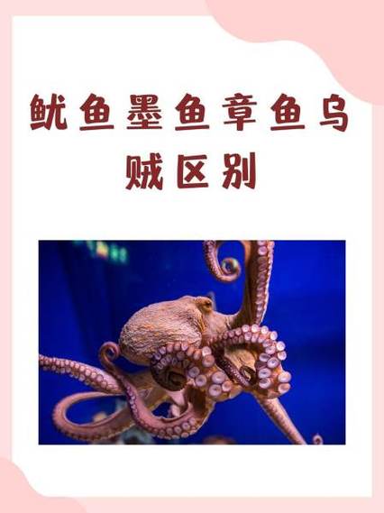 大海怪章鱼乌贼鱿鱼红包版