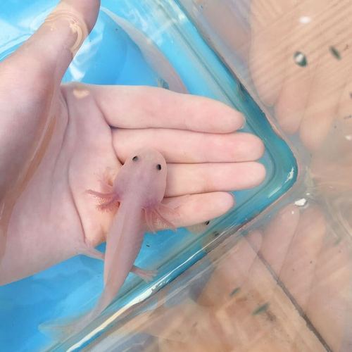 小白龙的故事粉色版本