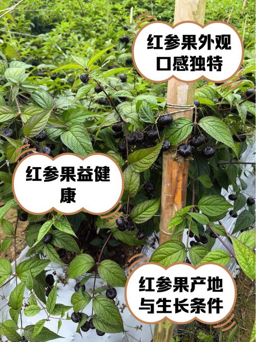 农民种植红果参致富赚钱无广告