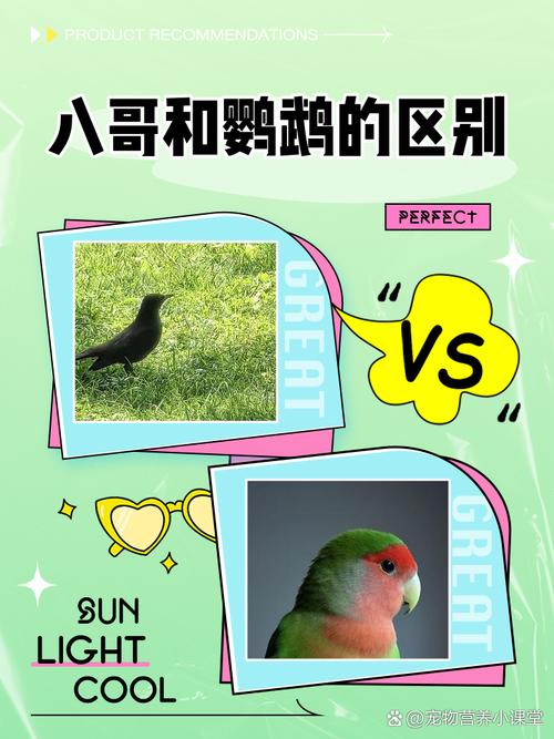 八哥好养还是鹦鹉好养