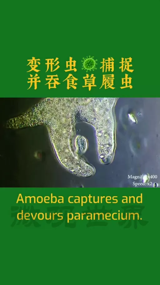 《变形虫实验室》手机版下载