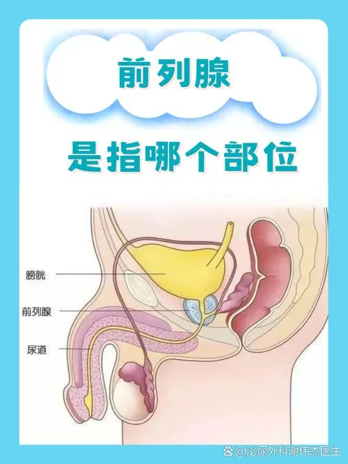 前列腺的位置正面图